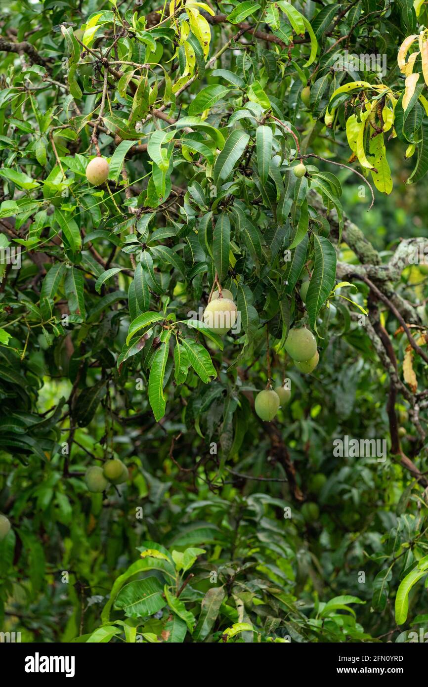 Mangos hängen im Mango Baum mit Regentropfen darin. Stockfoto