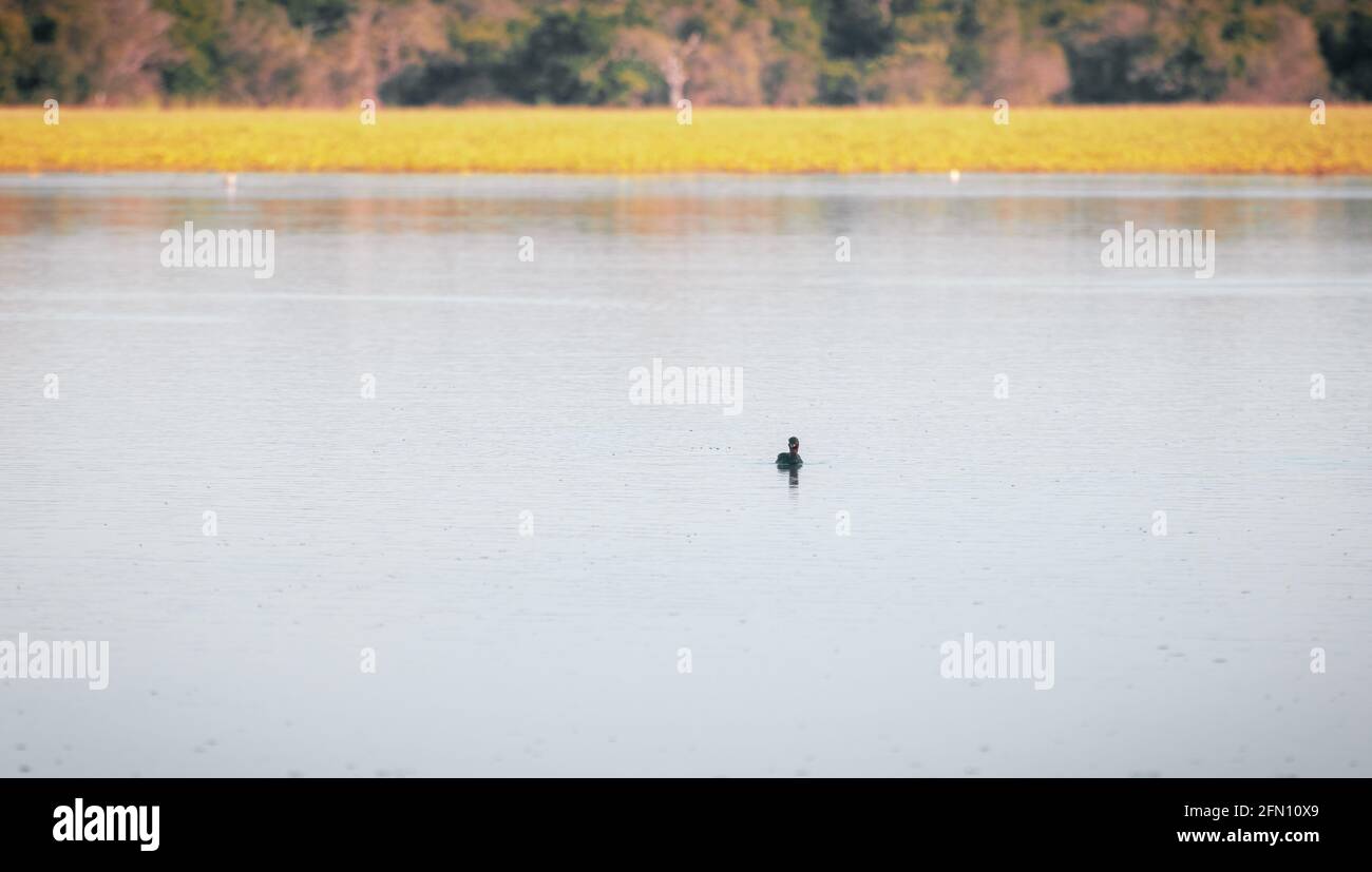 Kleine Ente, die allein in einem See schwimmend ist. Stockfoto
