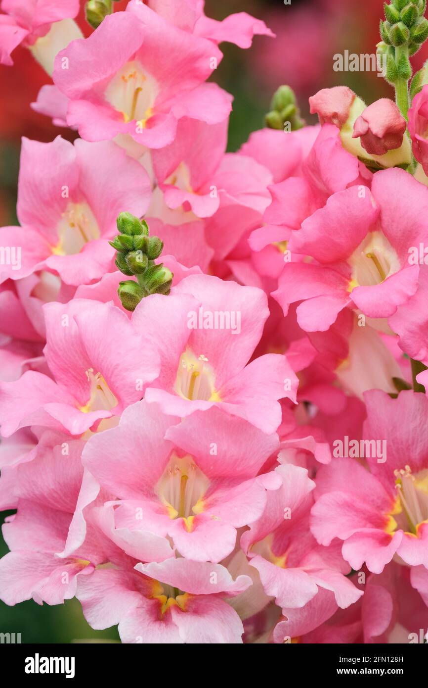 Antirrhinum majus 'Chantilly Light Pink'. Snapdragon „Chantilly Pink“. Chantilly-Serie Antirrhinum Stockfoto