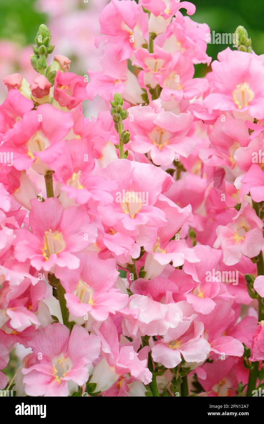 Antirrhinum majus 'Chantilly Light Pink'. Snapdragon „Chantilly Pink“. Chantilly-Serie Antirrhinum Stockfoto