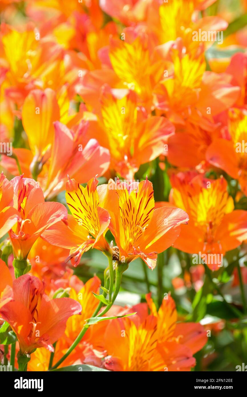 Alstroemeria „Flammender Stern“. Peruanische Lilie „Flammender Stern“. Trichterförmige orangefarbene Blüten Stockfoto