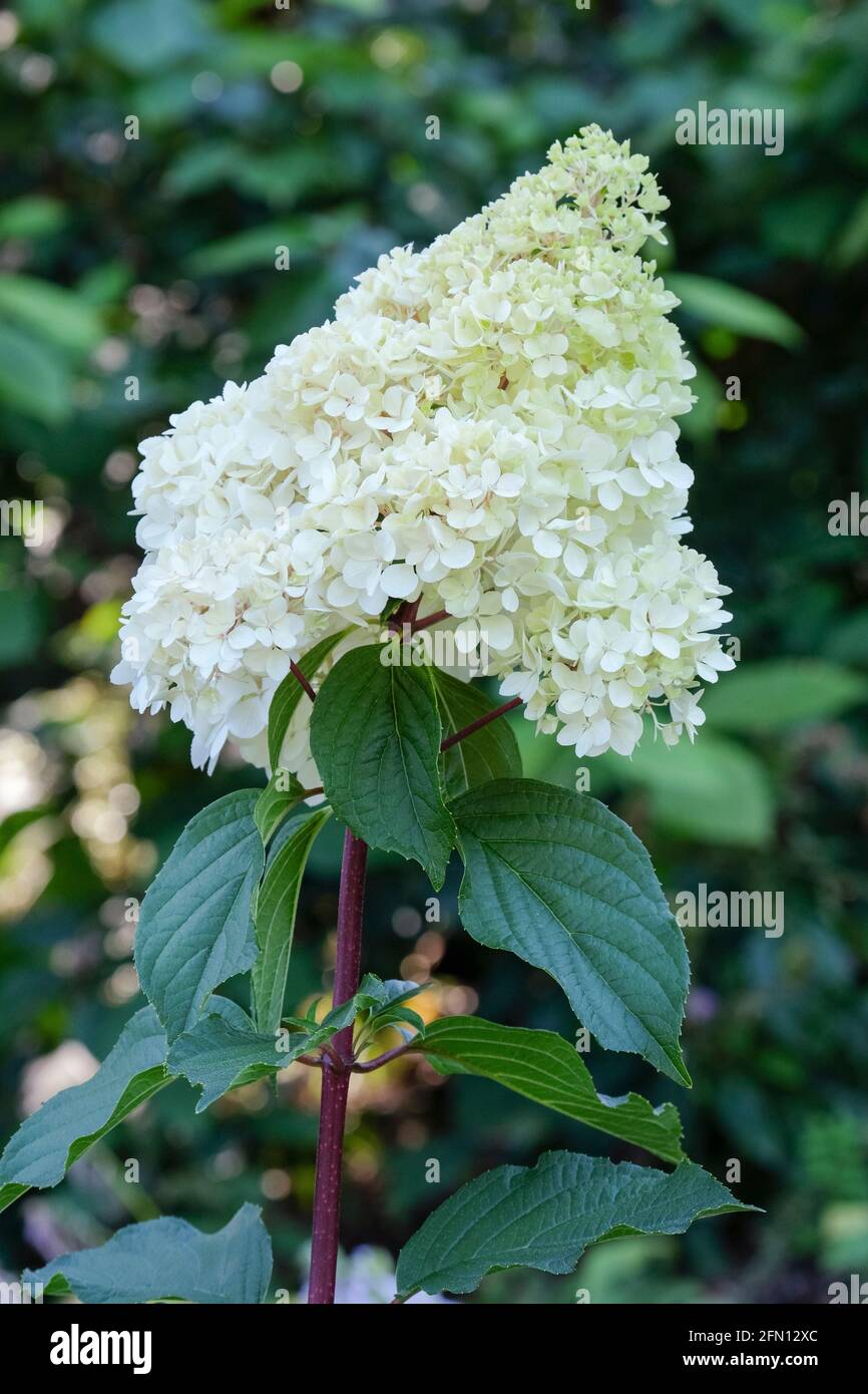 Hortensia paniculata „Vanille Fraise“, Hydrangea „Vanille Fraise“. Neu eröffnete, reine weiße Blüten, die sich im Alter rosa färben Stockfoto