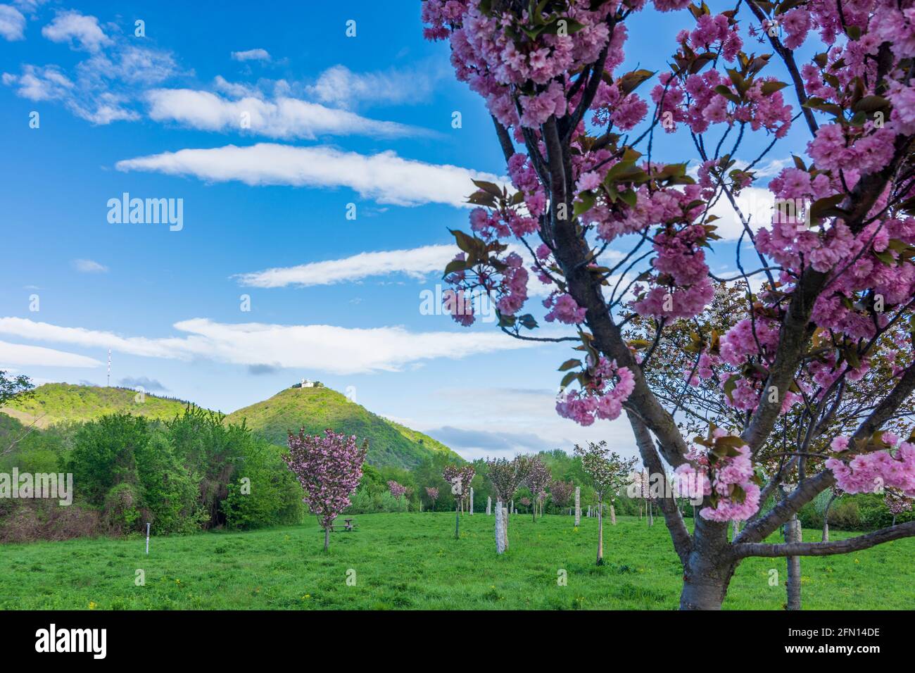Wien, Wien: Kirschblüte am Kirschhain auf der Donauinsel, Blick auf die Berge Kahlenberg und Leopoldsberg 21. Floridsdorf, Wi Stockfoto