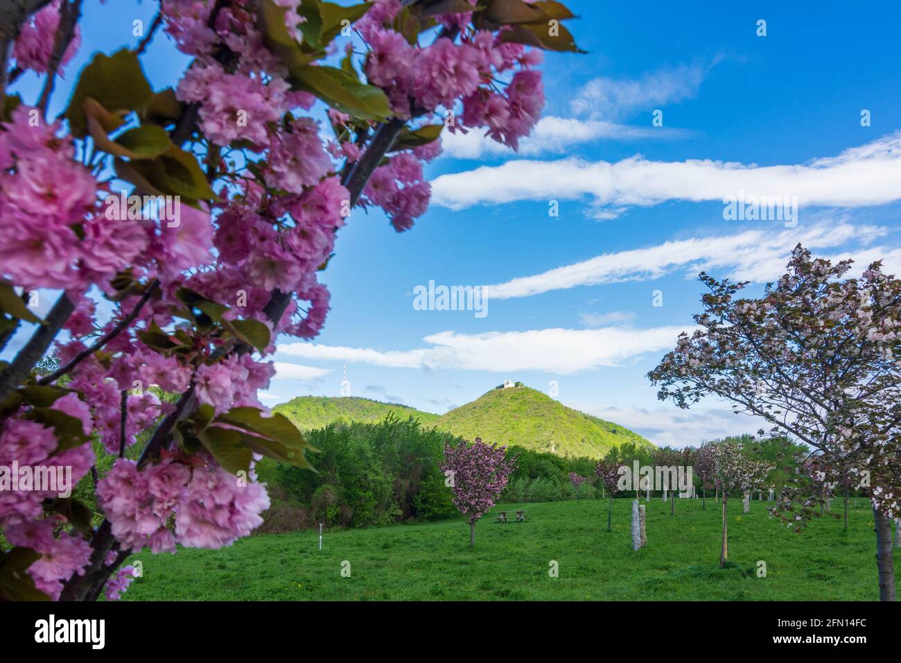 Wien, Wien: Kirschblüte am Kirschhain auf der Donauinsel, Blick auf die Berge Kahlenberg und Leopoldsberg 21. Floridsdorf, Wi Stockfoto