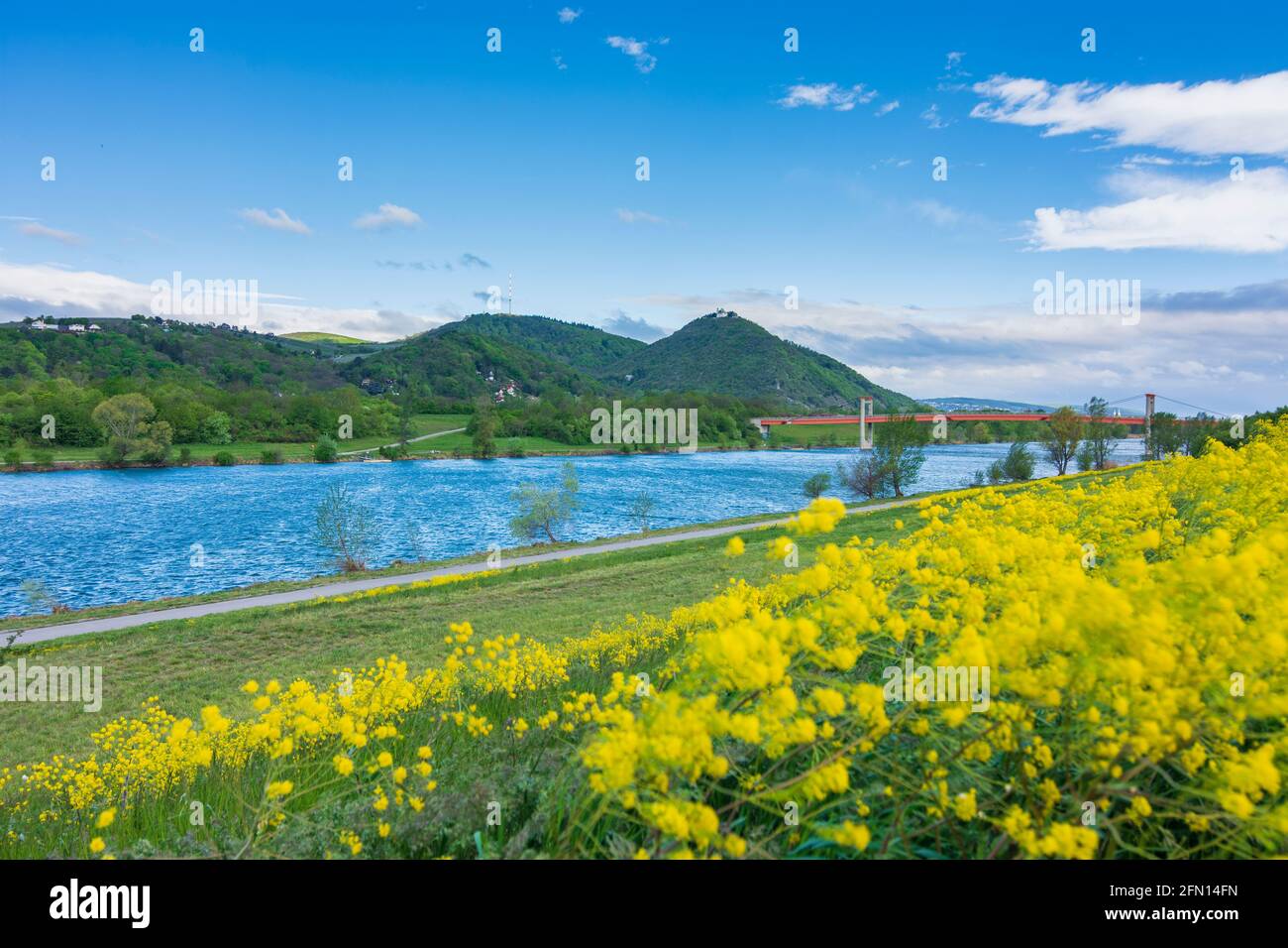 Wien, Wien: Blühende Wiese, Neue Donau, Brücke Jedleseer Brücke, Insel Donauinsel, Blick auf die Berge Kahlenberg und Leopoldsbe Stockfoto