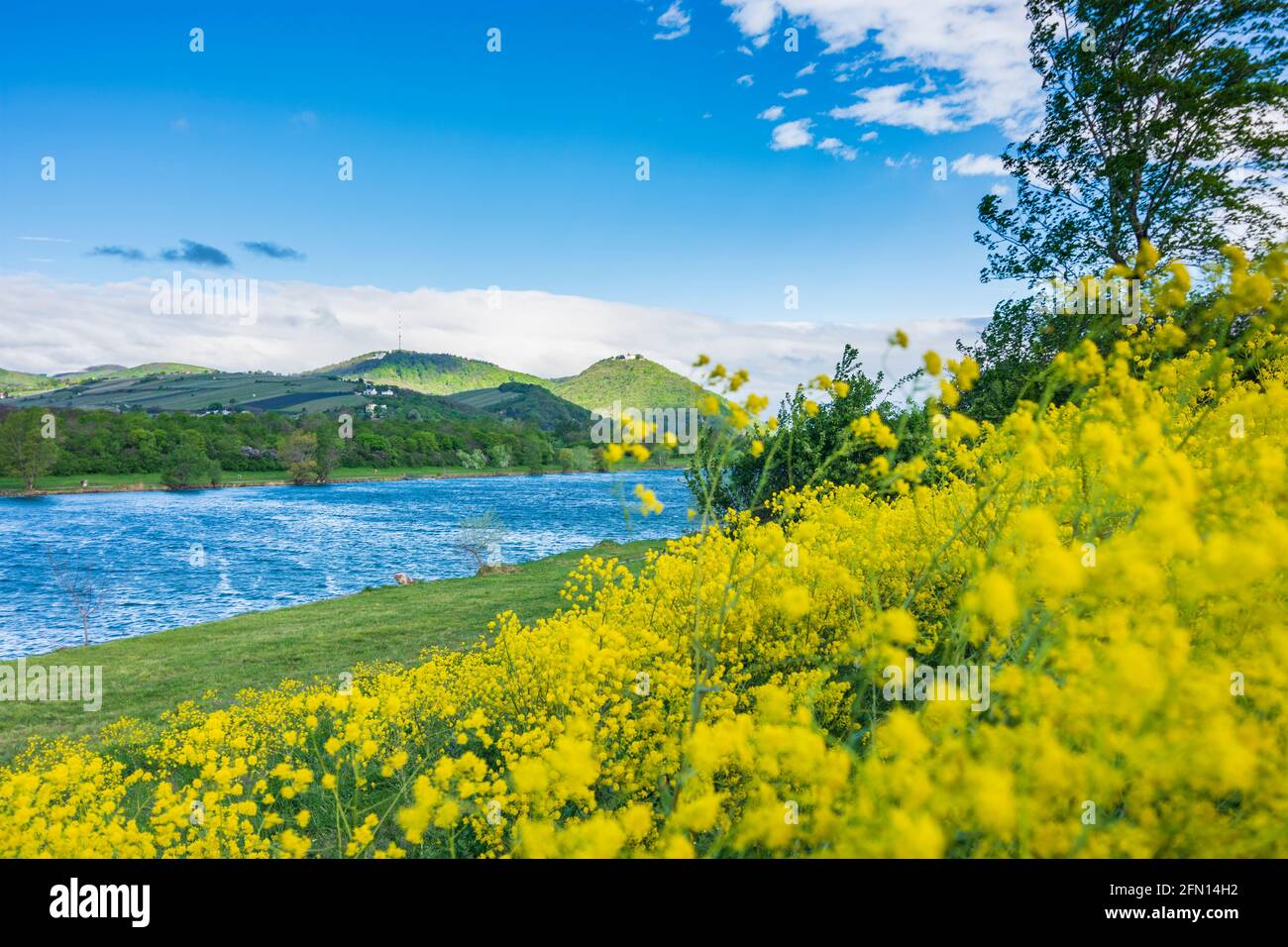 Wien, Wien: Blühende Wiese, Neue Donau, Insel Donauinsel, Blick auf die Berge Kahlenberg und Leopoldsberg im Jahr 21. Floridsdorf, W Stockfoto