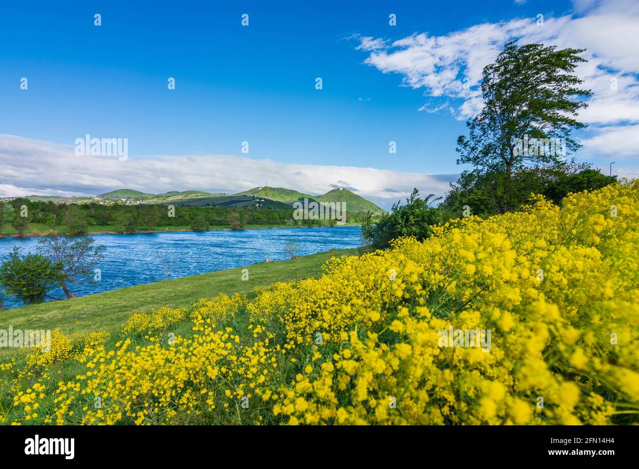 Wien, Wien: Blühende Wiese, Neue Donau, Insel Donauinsel, Blick auf die Berge Kahlenberg und Leopoldsberg im Jahr 21. Floridsdorf, W Stockfoto