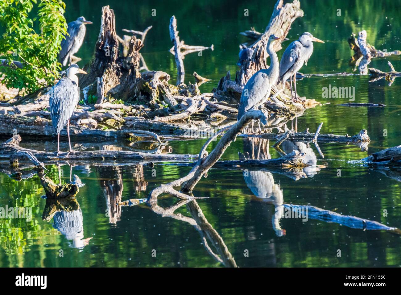Wien, Wien: Graureiher (Ardea cinerea) am Teich, Park Wasserpark 21. Floridsdorf, Wien, Österreich Stockfoto