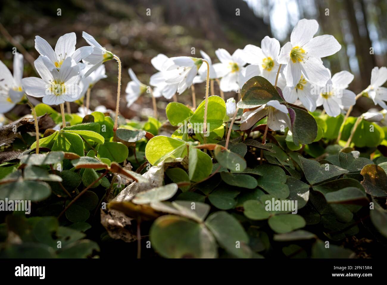 Gewöhnlicher Holzschnäpfler (Oxalis acetosella) in den Wäldern Stockfoto