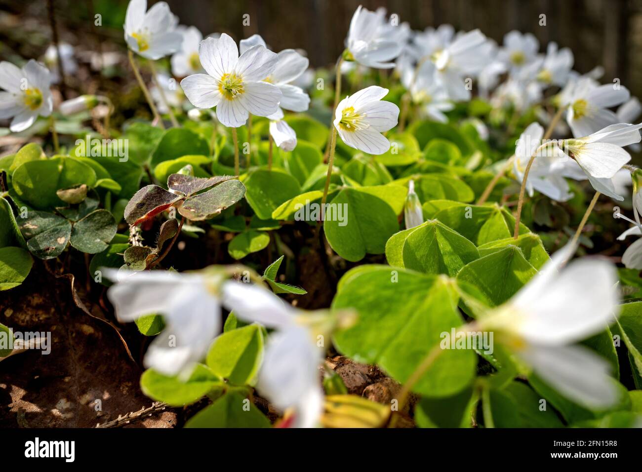 Gewöhnlicher Holzschnäpfler (Oxalis acetosella) in den Wäldern Stockfoto