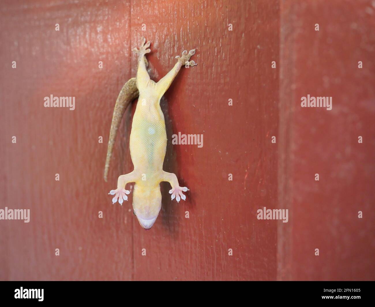 Gewöhnlicher Hausgecko ( H. platyurus ) starb, während seine Hinterfüße an der roten Wand anhängten und an der Tür Eidechsenkarkasse aufhängten Stockfoto