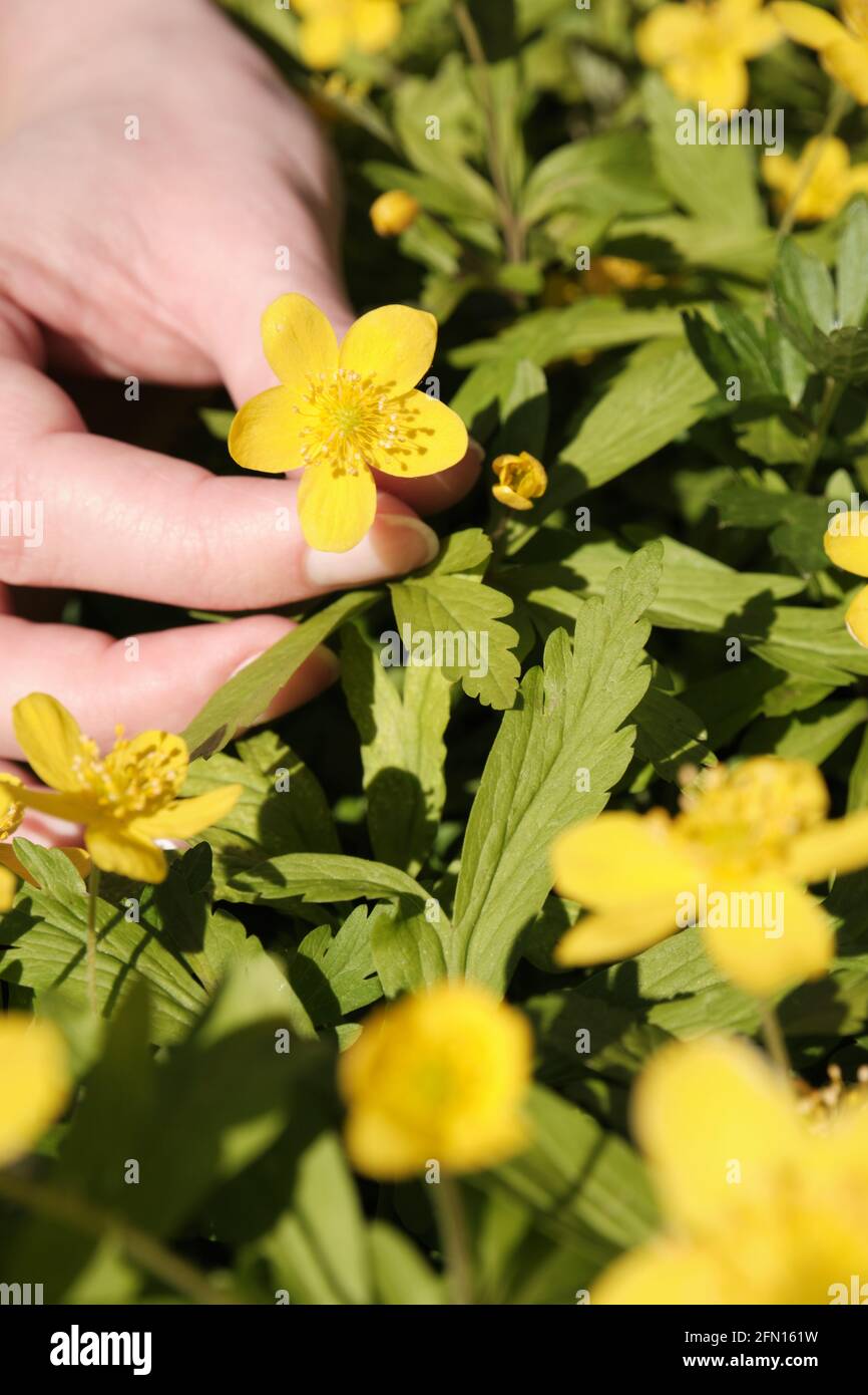 Die Hand der Frau pflückt Anemone. Gelber Rasen mit Frühlingsblumen. Stockfoto