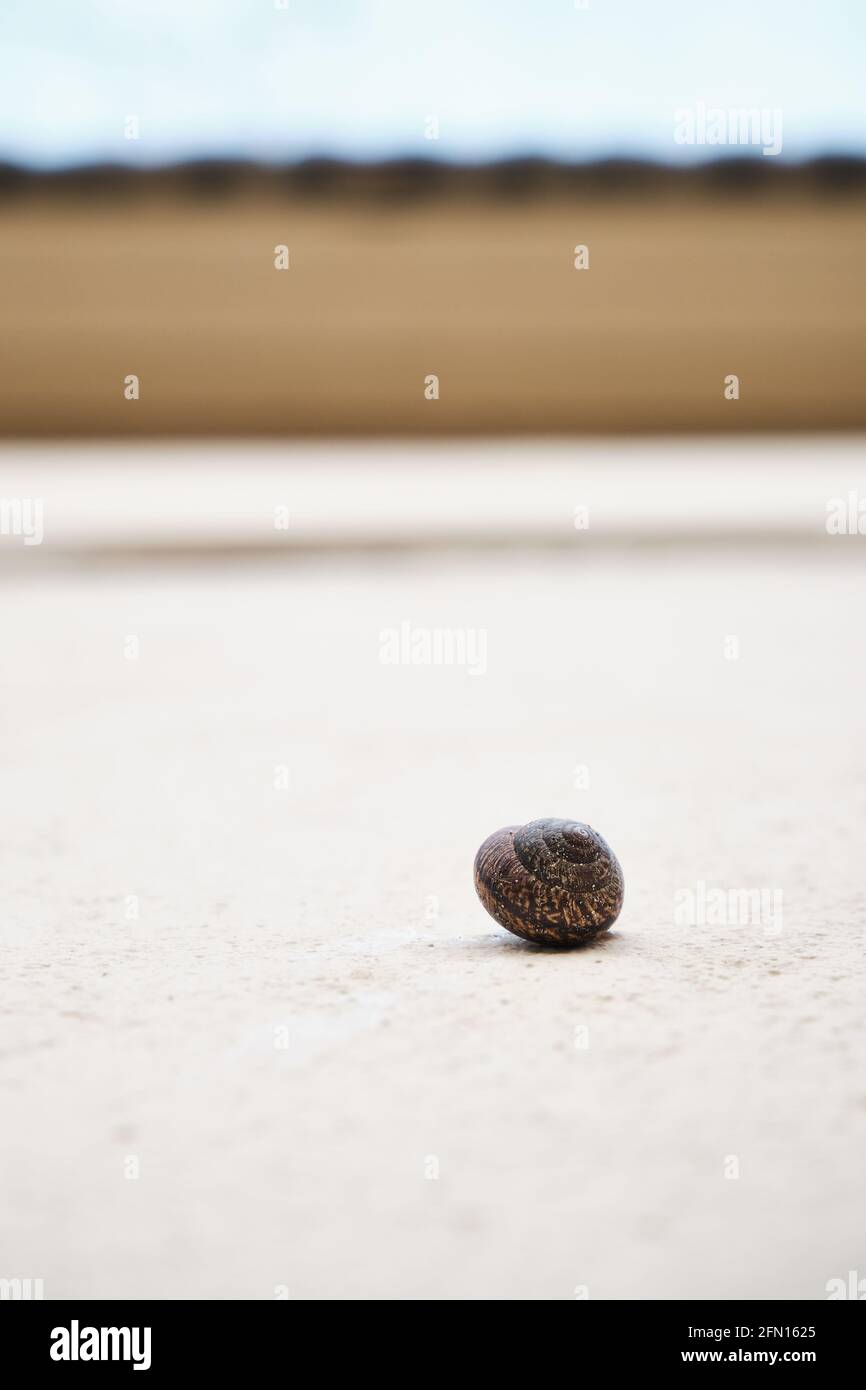 Schnecke krabbelt die Wand hinauf. Schnecke an der Wand. Stockfoto