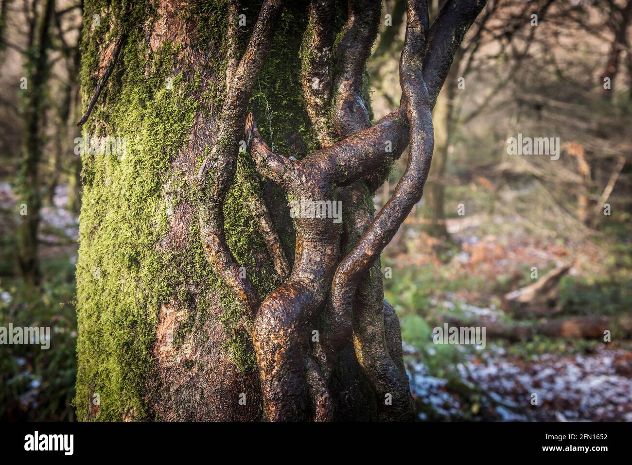 Die verdrehten gewundenen Wurzeln, die auf dem moosbedeckten Stamm einer Buche wachsen - Fagus sylvatica - im alten Wald Draynes Wood in Cornwall. Stockfoto