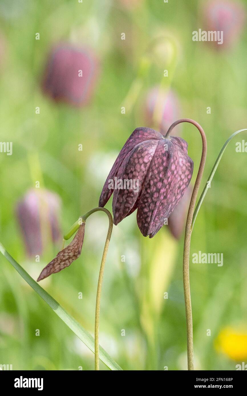 Snake’s Head Fritillary Fritillaria meleagris wächst in einem Garten. Stockfoto