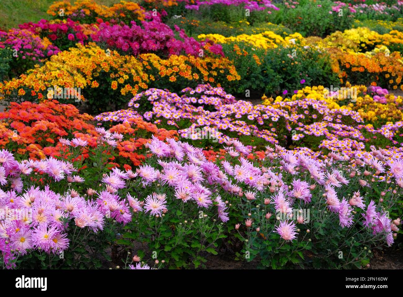 Lila, rote und orange Chrysantheme in Gärtnerei und Shop. Chrysantheme Tapete. Florale lebendige blühende Hintergrund. Nahaufnahme. Stockfoto