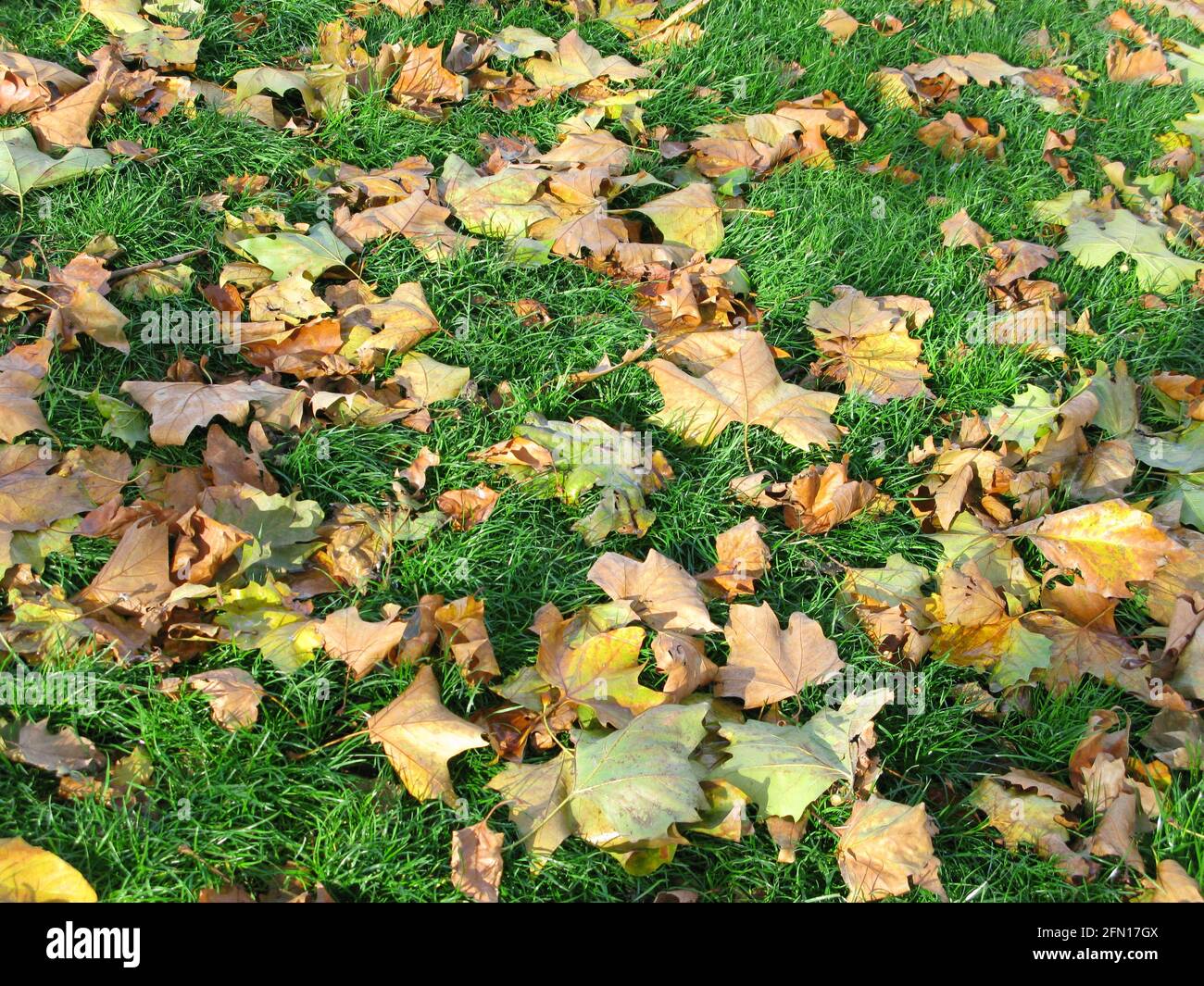 Getrocknete Blätter auf einem grünen Rasen im Herbst Stockfoto