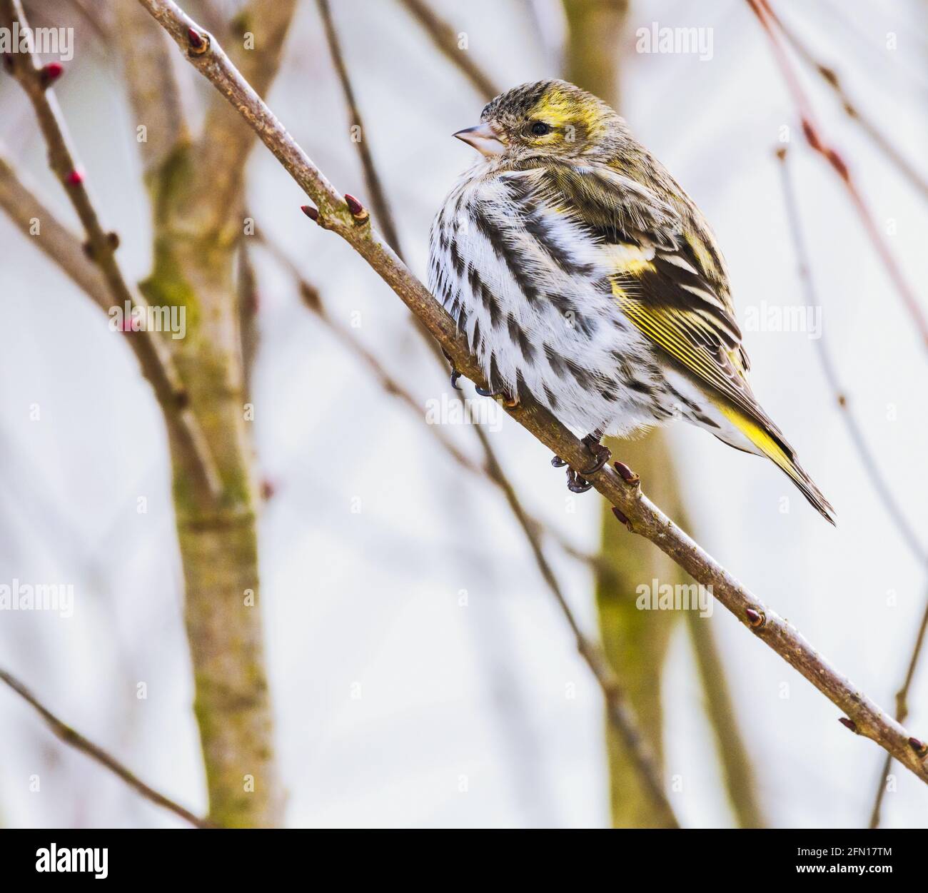 Weiblich black-headed Goldfinch sitzen auf einem Zweig Stockfoto