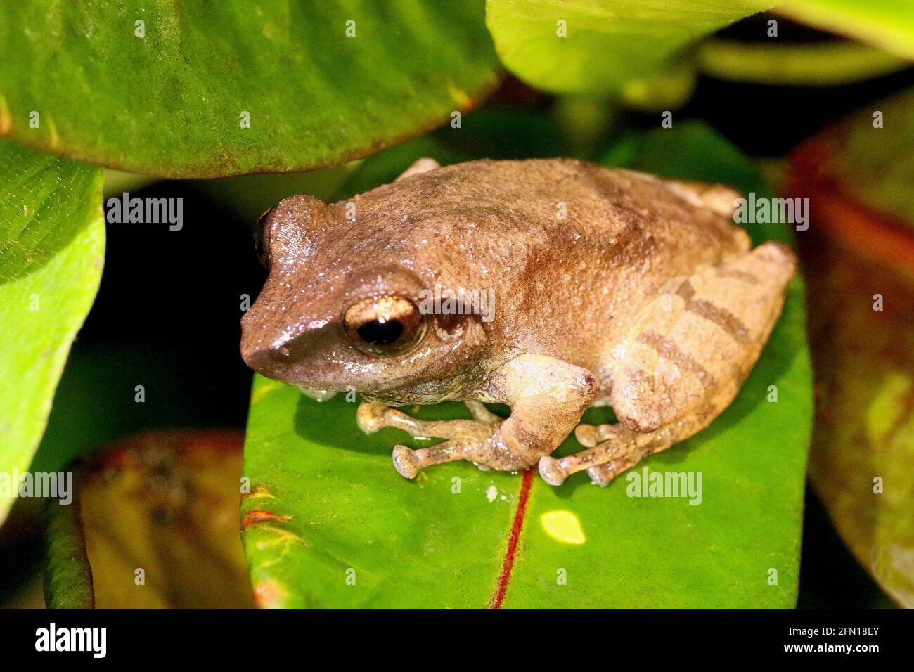 Amboli Bush Frog - Pseudophilautus amboli, Anshi Tiger Reserve, Uttarakhand, Karnataka, Indien Stockfoto