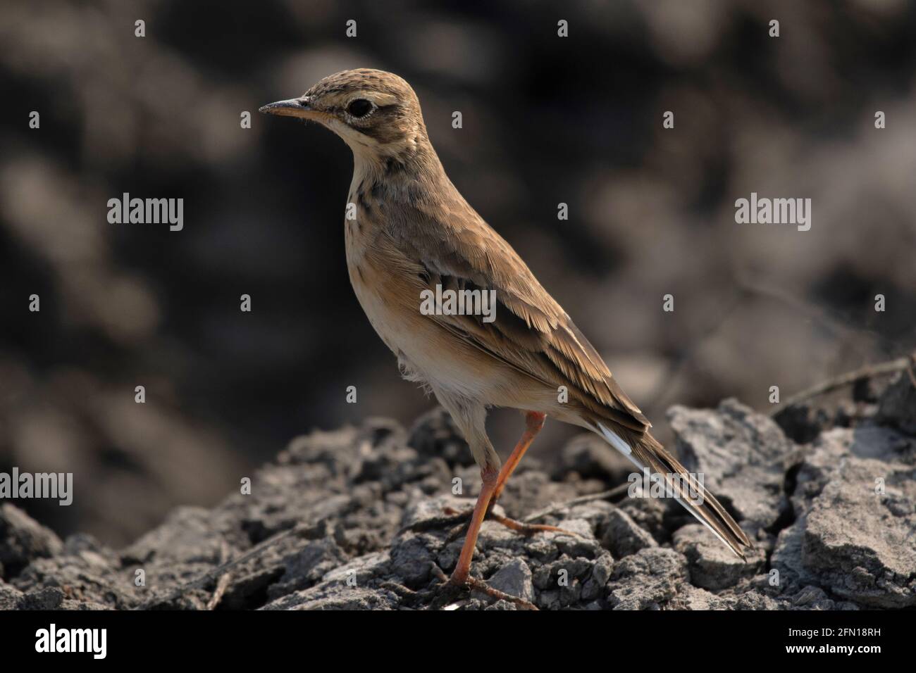 Paddyfield Pipit, Anthus rufulus, Kalkutta, Westbengalen, Indien Stockfoto