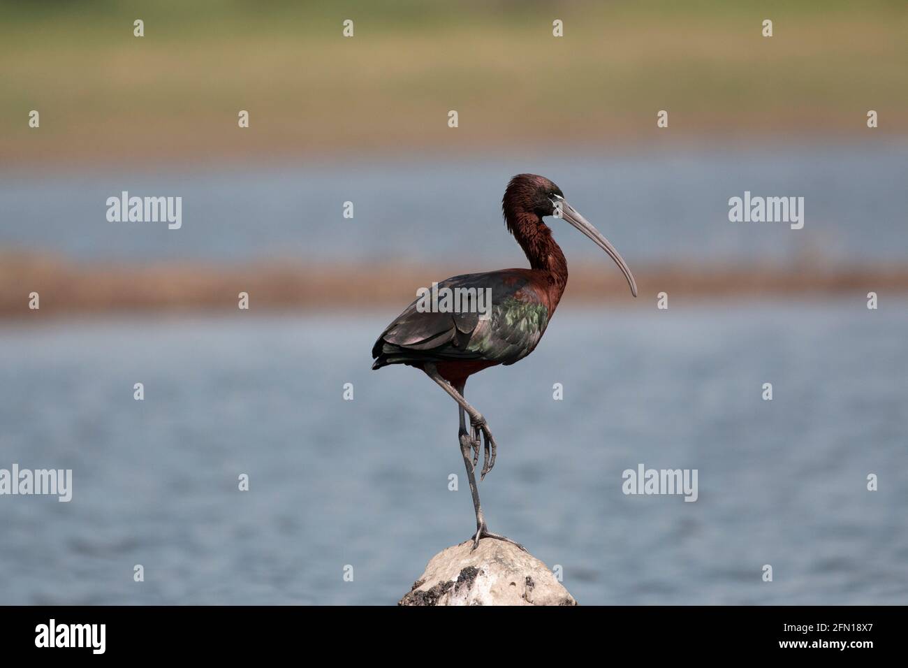 Hochglanz-Ibis, Plegadis falcinellus auf einem Felsen, Bhigwan, Maharashtra, Indien Stockfoto