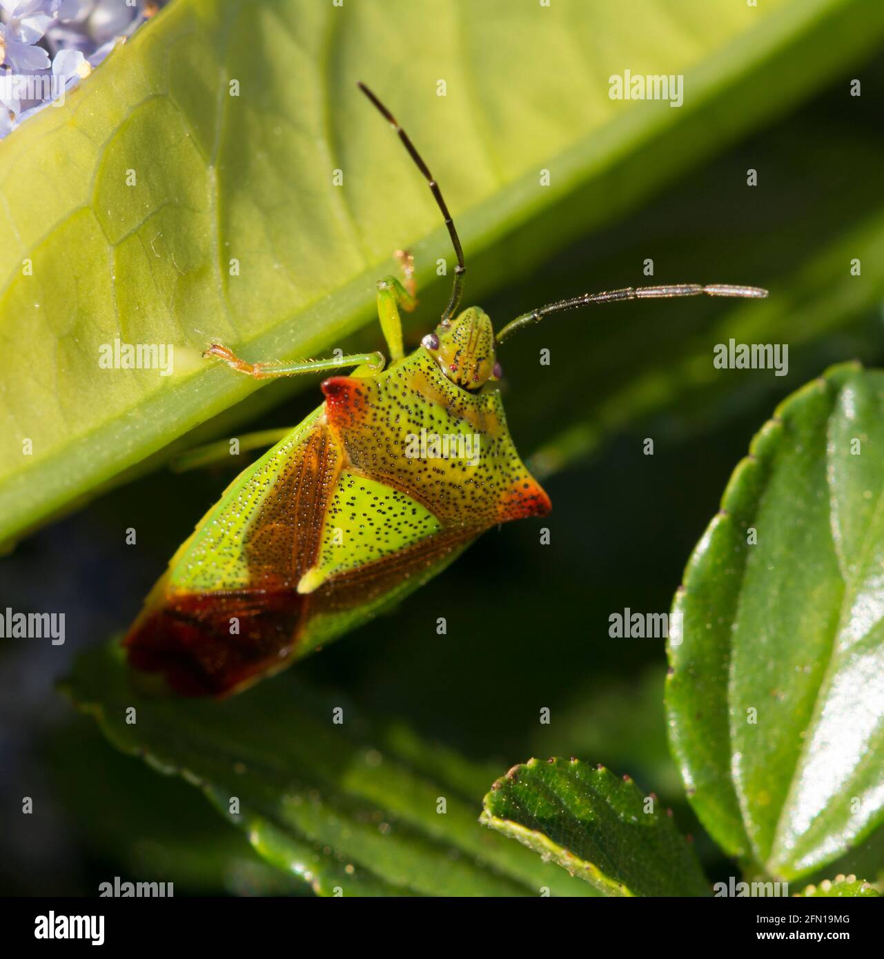 Birch Shjield Bug Stockfoto