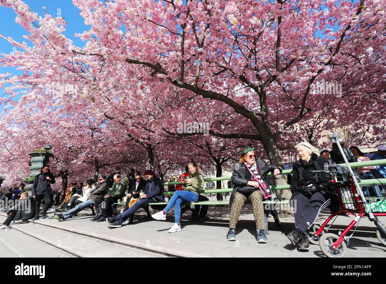 Stockholm, Schweden - 30. April 2021: Menschen sitzen unter der blühenden japanischen Kirsche im öffentlichen Park Kungstradgarden. Stockfoto