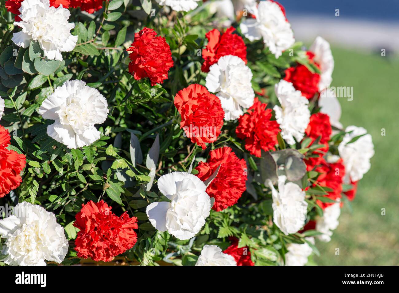 Nahaufnahme eines Trauerkranzes mit roten und weißen Nelken Ein Friedhof Stockfoto