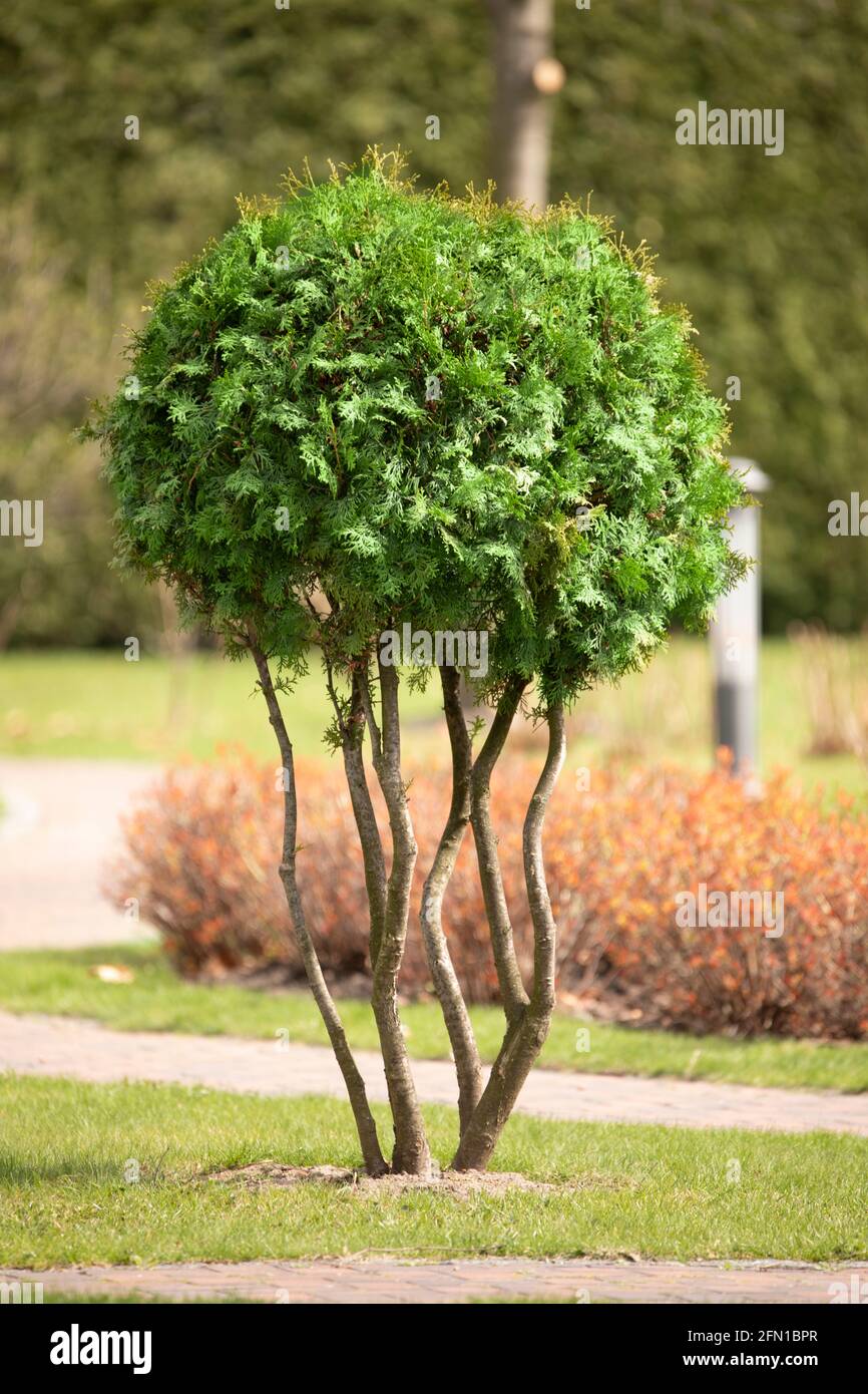 bonsai 2m Ficus Bonsai Multiheads 2 meters – Plant Studio LLC main image 0