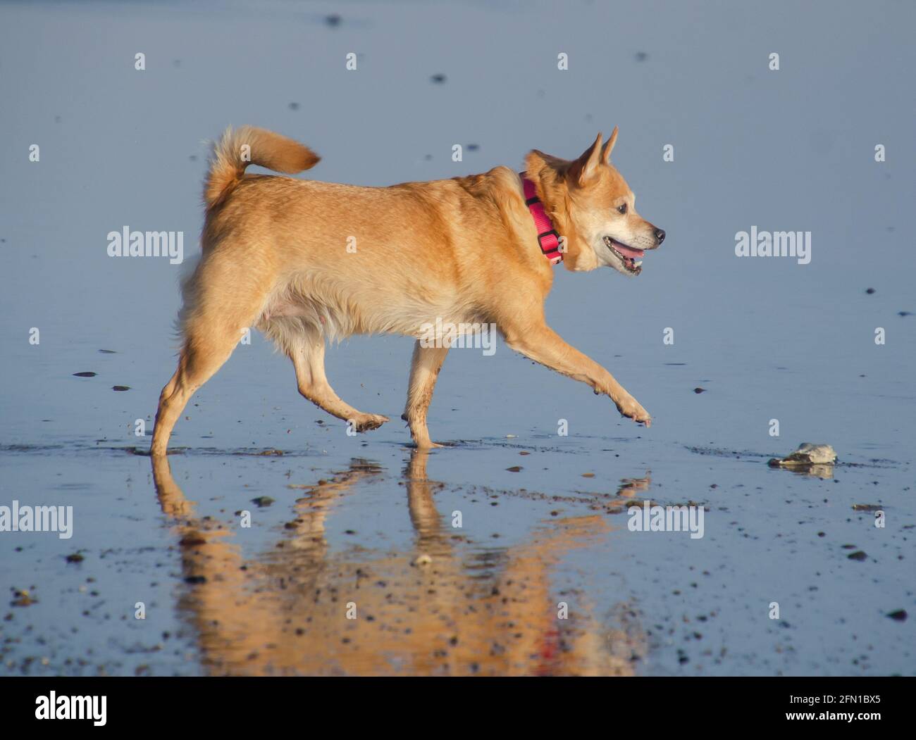 Glücklicher Hund, der Spaß am Strand hat Stockfoto