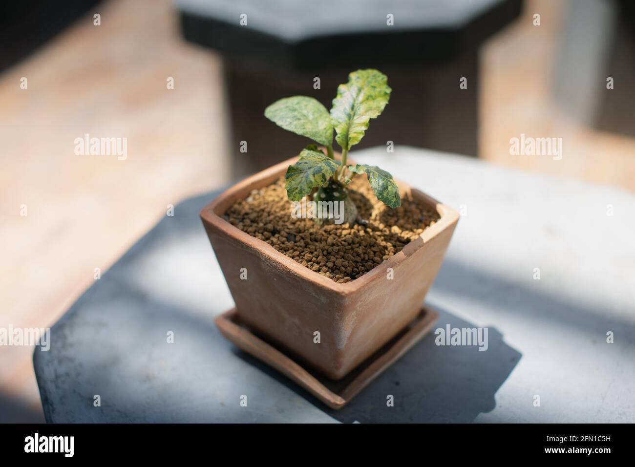 Dorstenia foetida variegata oder Dorstenia Pflanze auf dem Tontopf Stockfoto