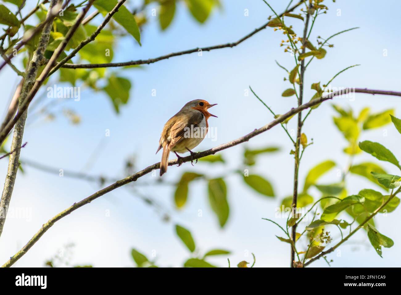 Robin (Erithacus rubecula) sitzt in einem Baum und zwitschert laut, Mai, Großbritannien Stockfoto