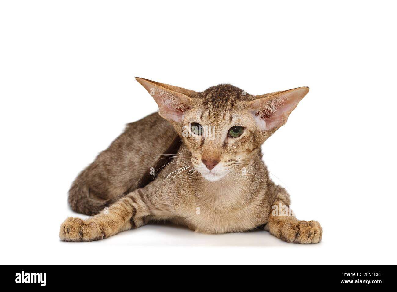 Schokoladenkätzchen der orientalischen Rasse, isoliert auf weißem Hintergrund Stockfoto