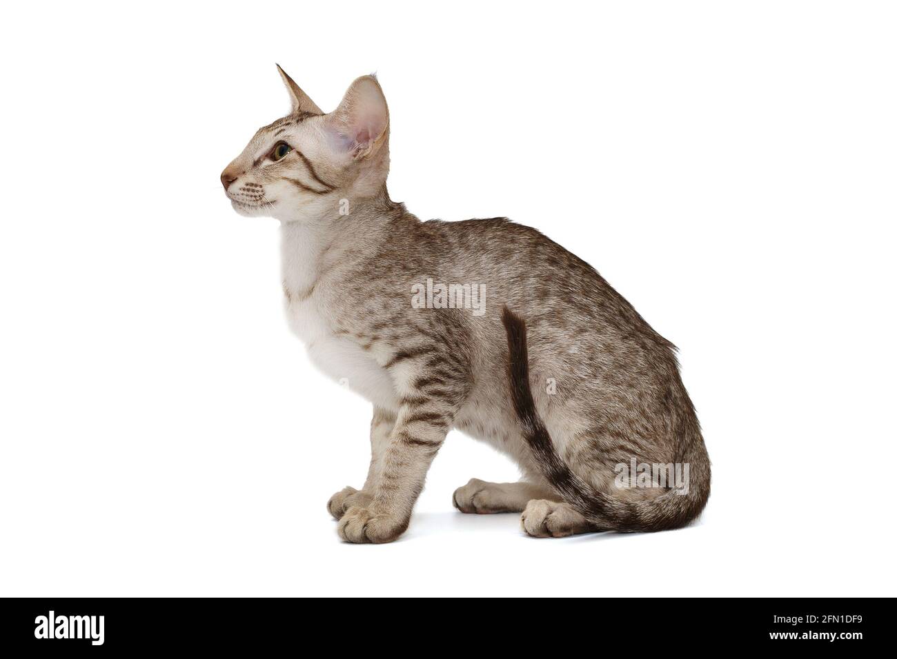 Graues orientalisches Kätzchen, isoliert auf weißem Hintergrund Stockfoto