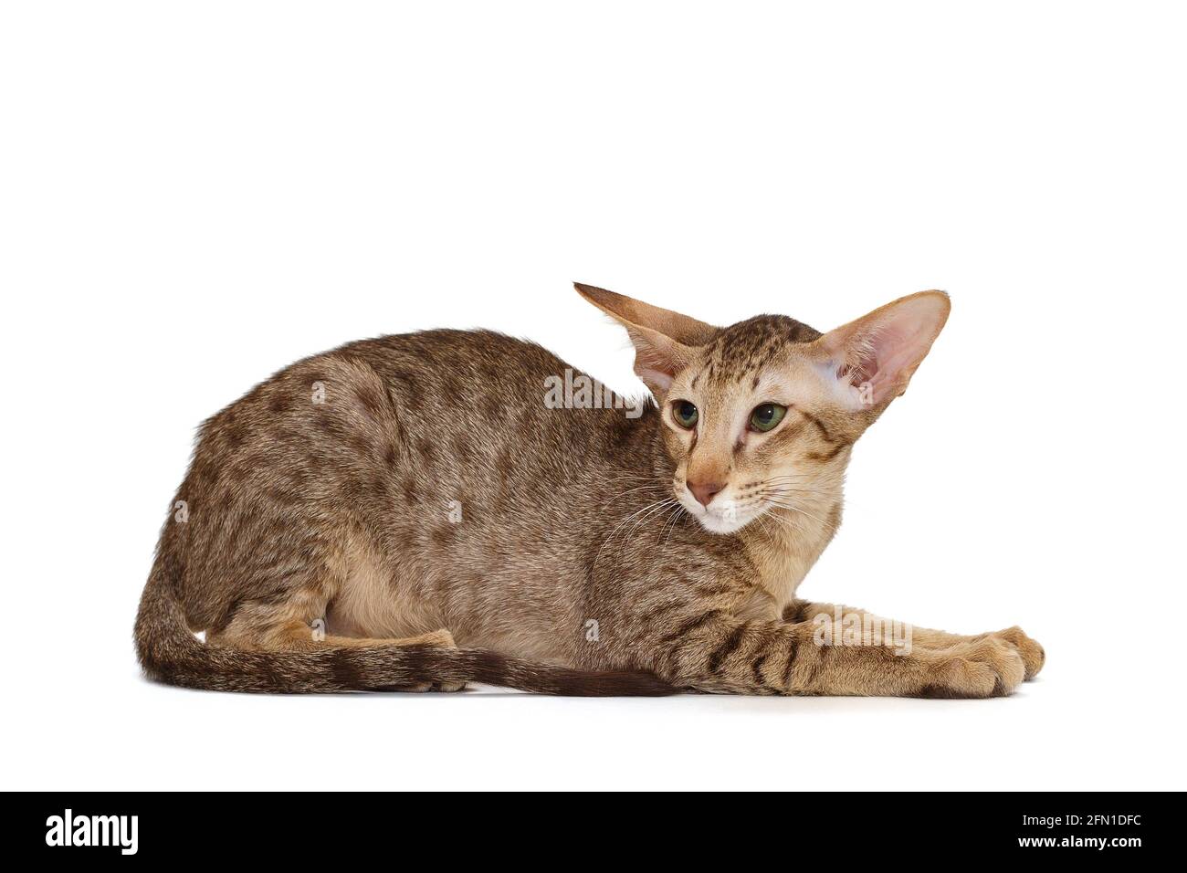 Schokoladenkätzchen der orientalischen Rasse, isoliert auf weißem Hintergrund Stockfoto