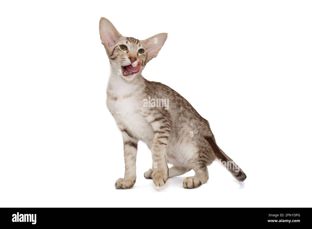 Graues orientalisches Kätzchen, isoliert auf weißem Hintergrund Stockfoto