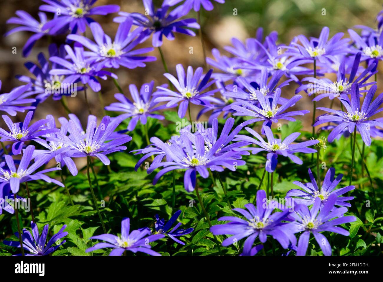 Anemone apennina Blau Anemone blüht in einem Haufen Stockfoto