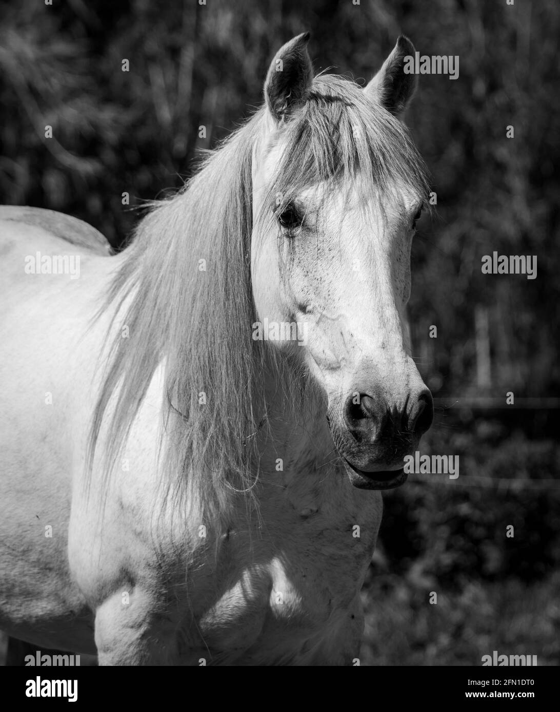 Weißes Pferd draußen auf der Weide, frei und glücklich. Schwarzweiß-Fotografie. Stockfoto