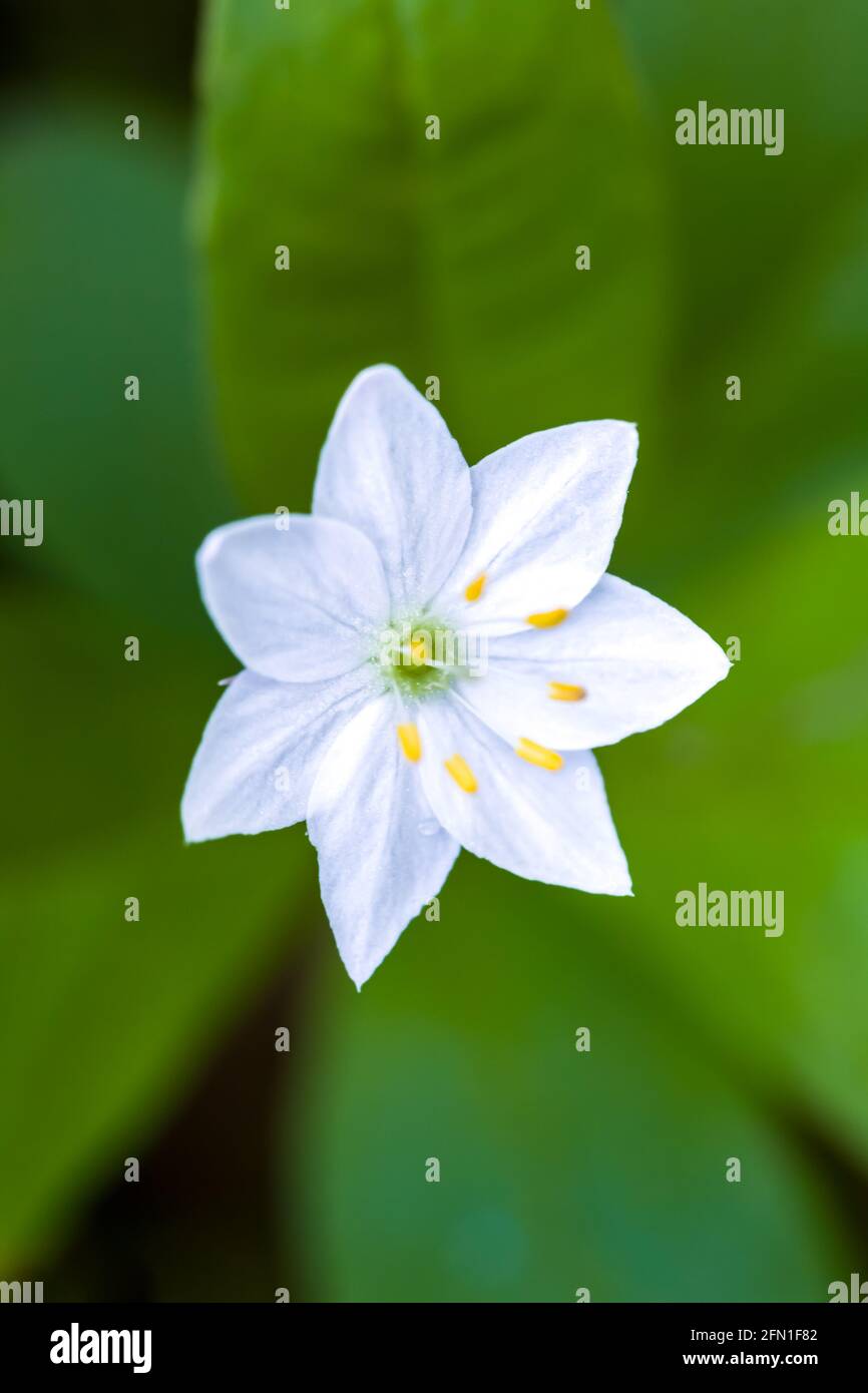Einzelne weiße Blume des Chickweed-Wintergreens, auch bekannt als Arktis Sternblume Trientalis europaea oder Lysimachia europaea im Wald Stockfoto
