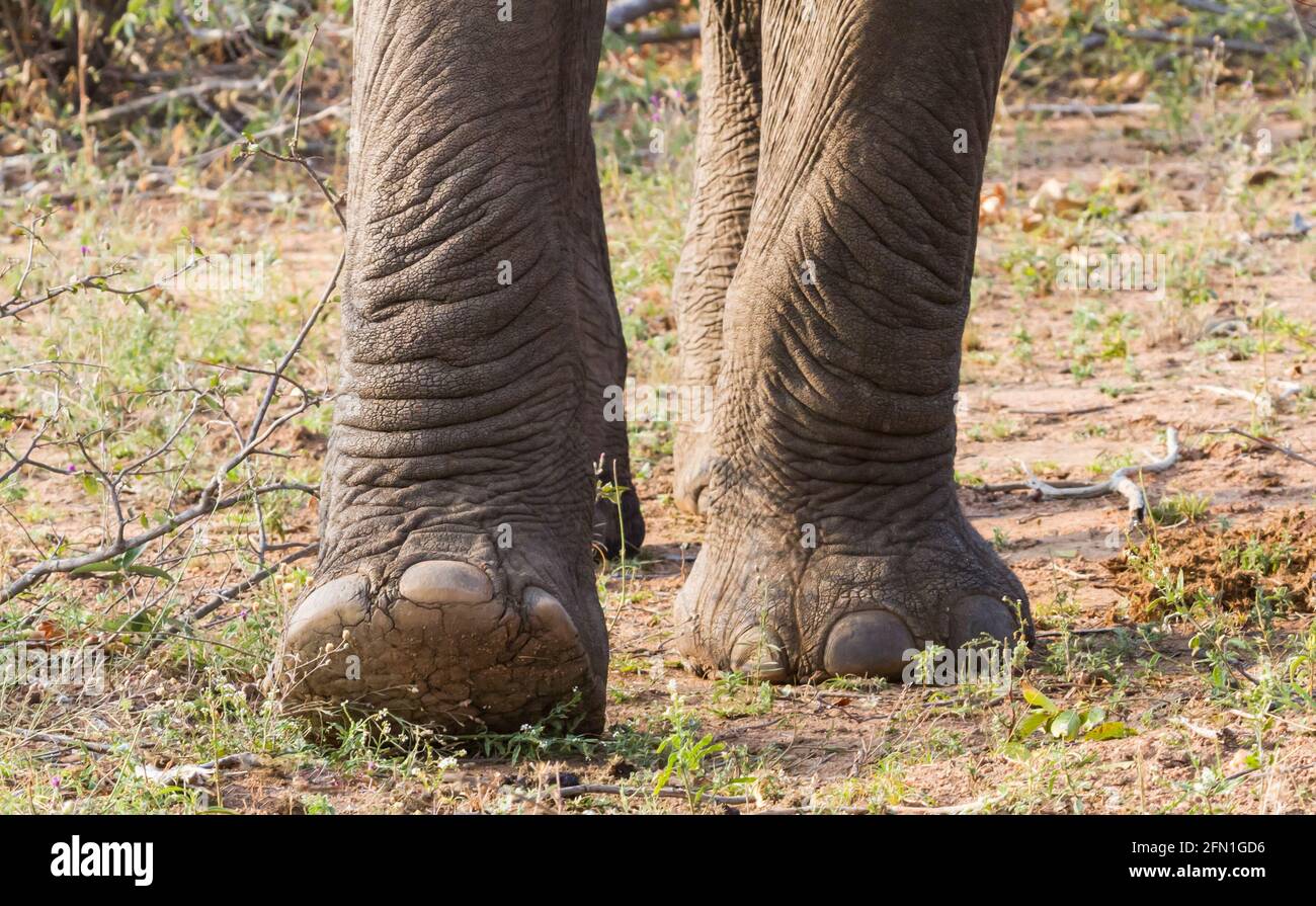 Nahaufnahme von großen Elefantenfüßen und Fußnägeln, die im Krüger National Park, Südafrika, wandern und treten Stockfoto