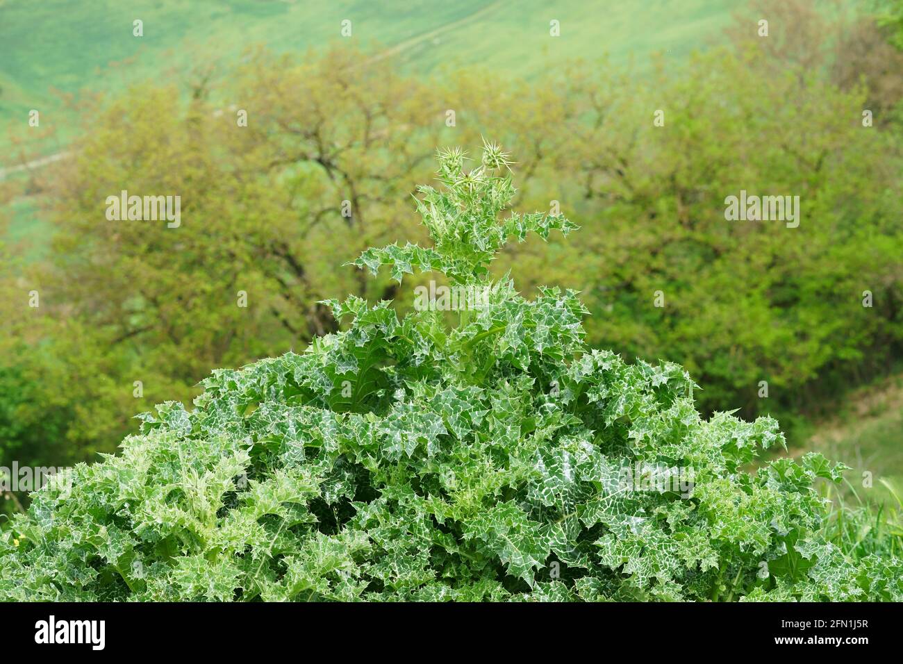 Blatt der Mariendistel Silybum marianum - Cardo Mariano, in San Giovanni d'Asso, Montalcino, Toskana, Italien Stockfoto