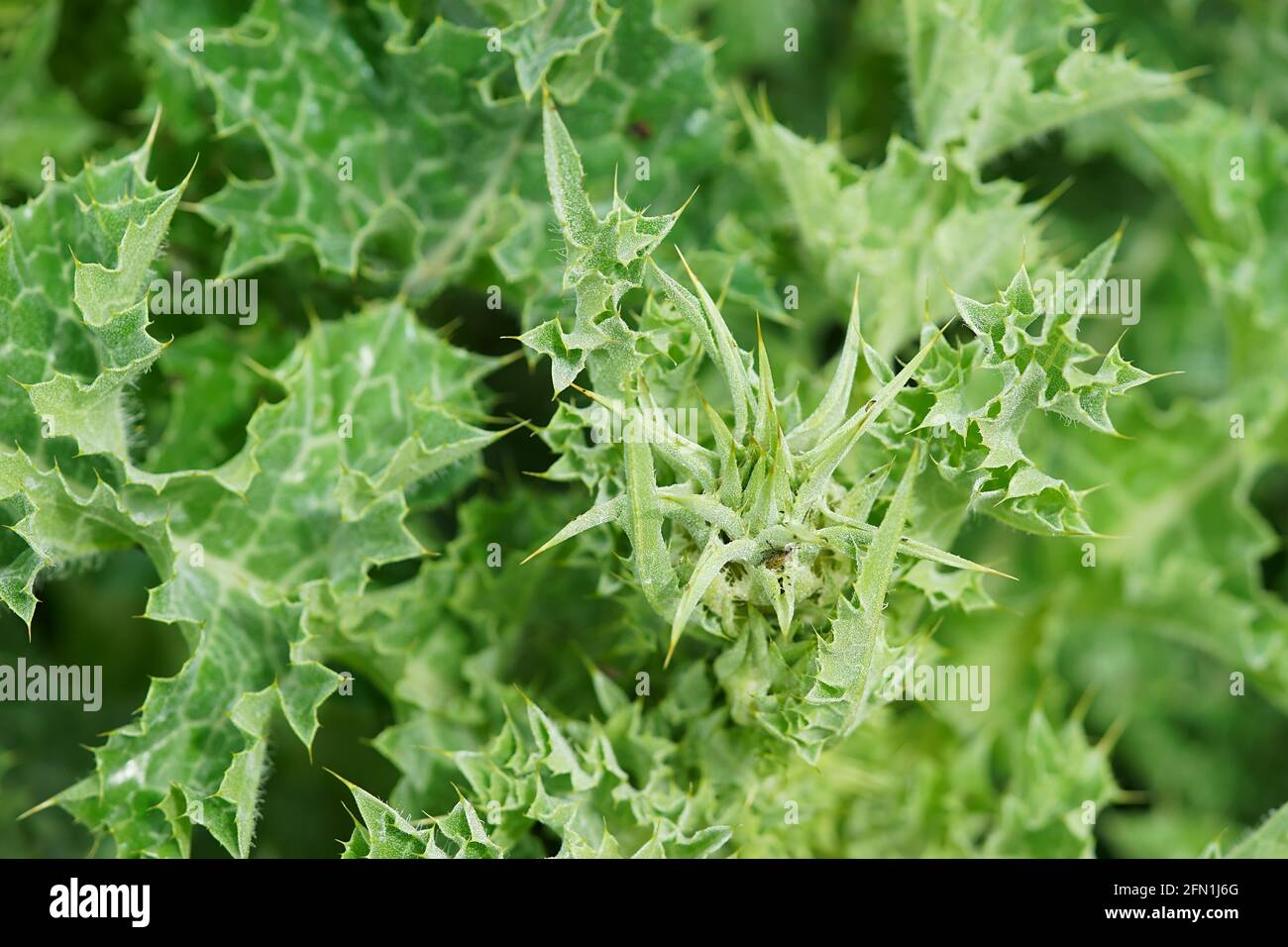Blatt der Mariendistel Silybum marianum - Cardo Mariano, in San Giovanni d'Asso, Montalcino, Toskana, Italien Stockfoto