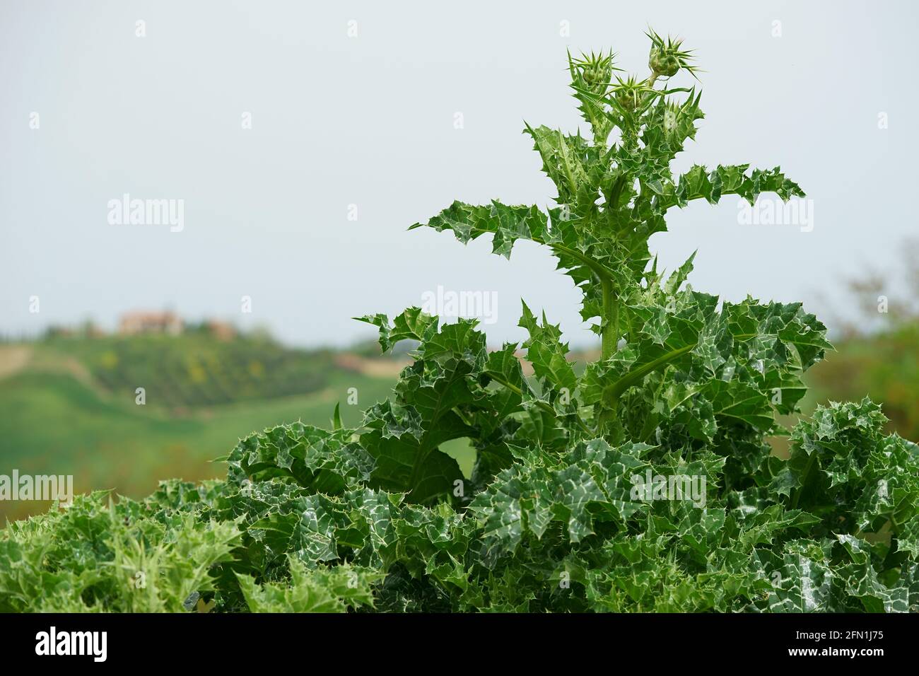 Blatt der Mariendistel Silybum marianum - Cardo Mariano, in San Giovanni d'Asso, Montalcino, Toskana, Italien Stockfoto