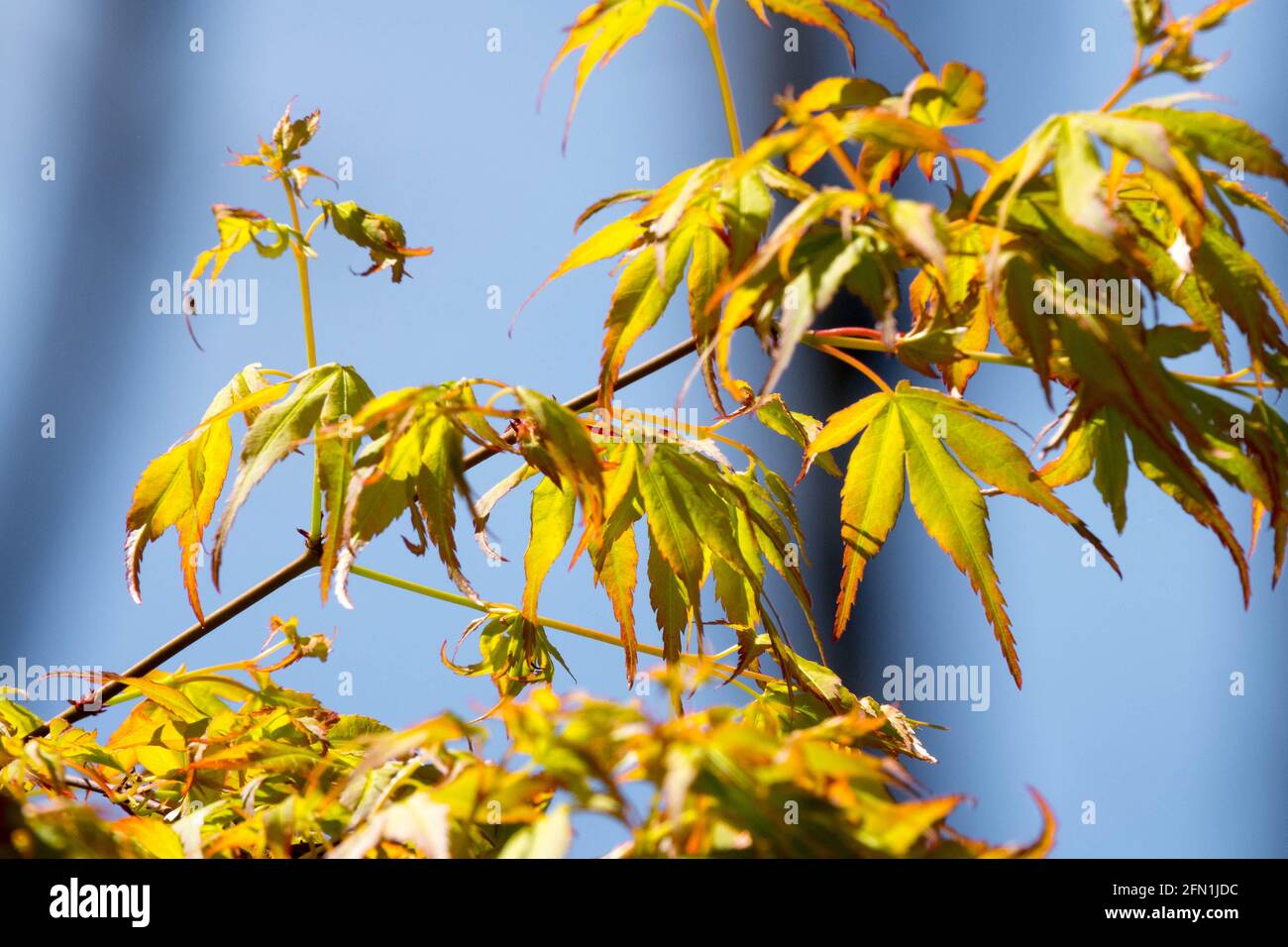 Acer palmatum Katsura Blatt Katsura Baum Blätter Japanischer Ahornzweig Stockfoto