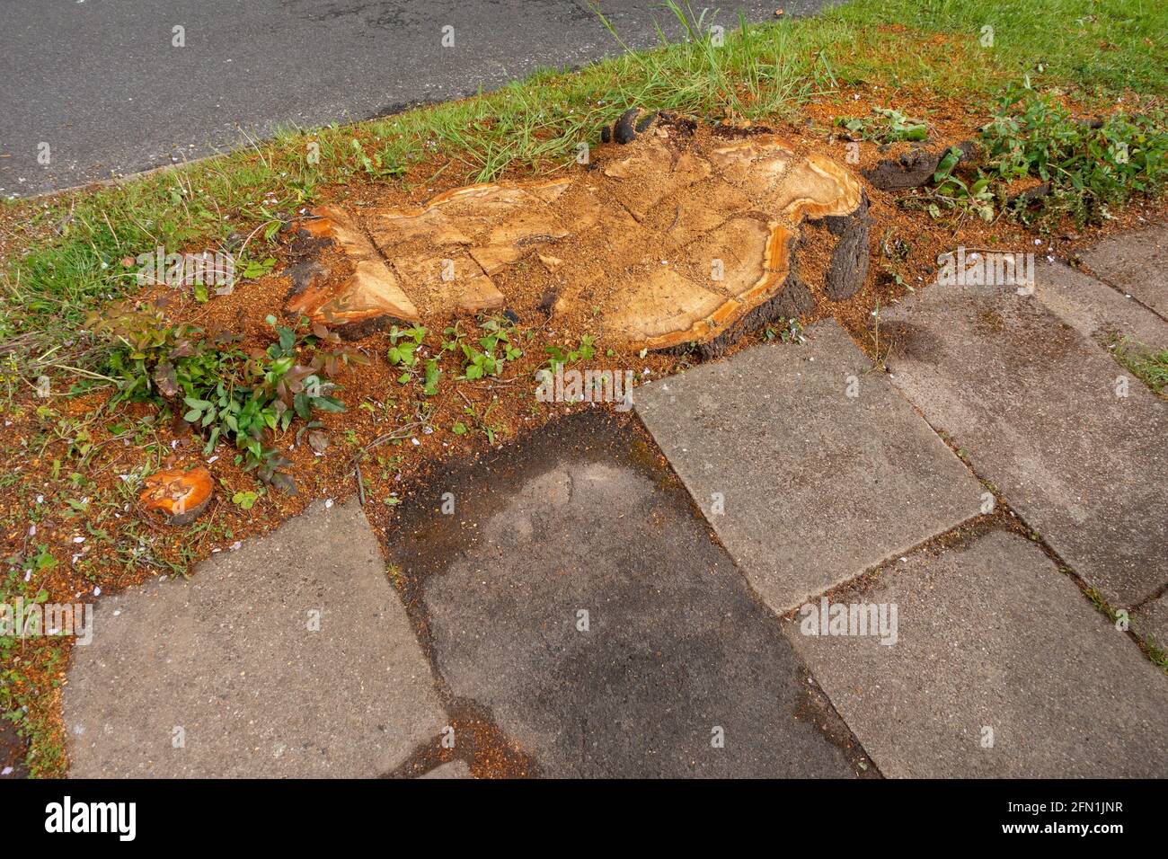 Stumpf eines abgesägten Baumes, der im Boden zurückgelassen wurde Stockfoto