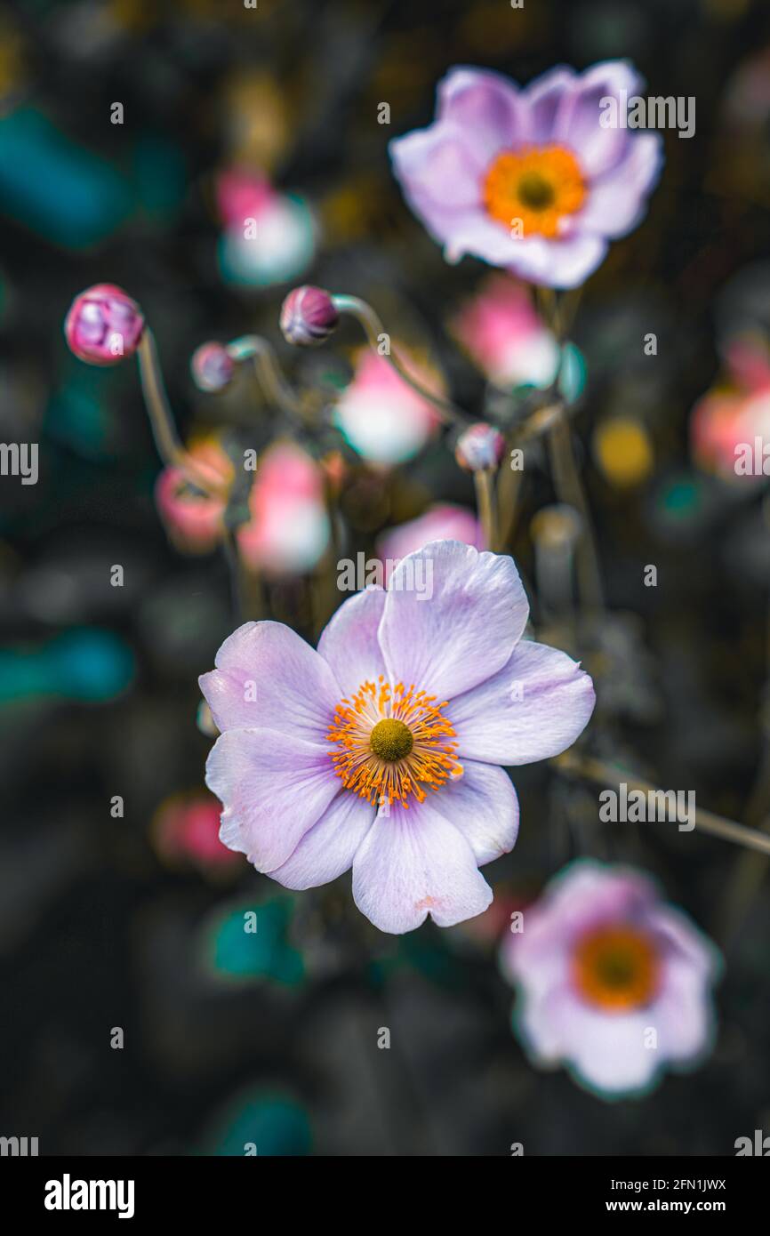 Blumen in den Gärten Stockfoto