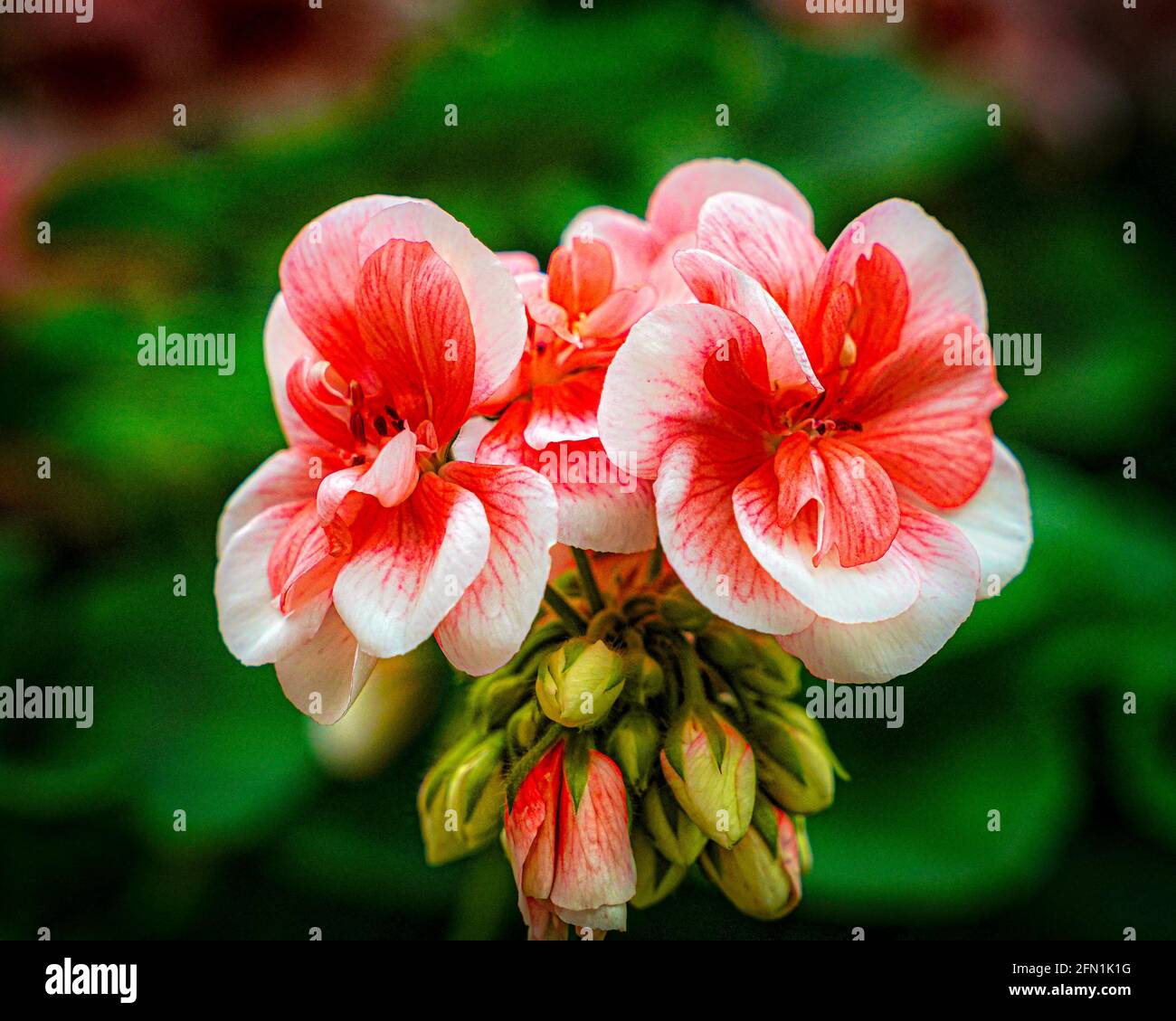 Blumen in den Gärten Stockfoto