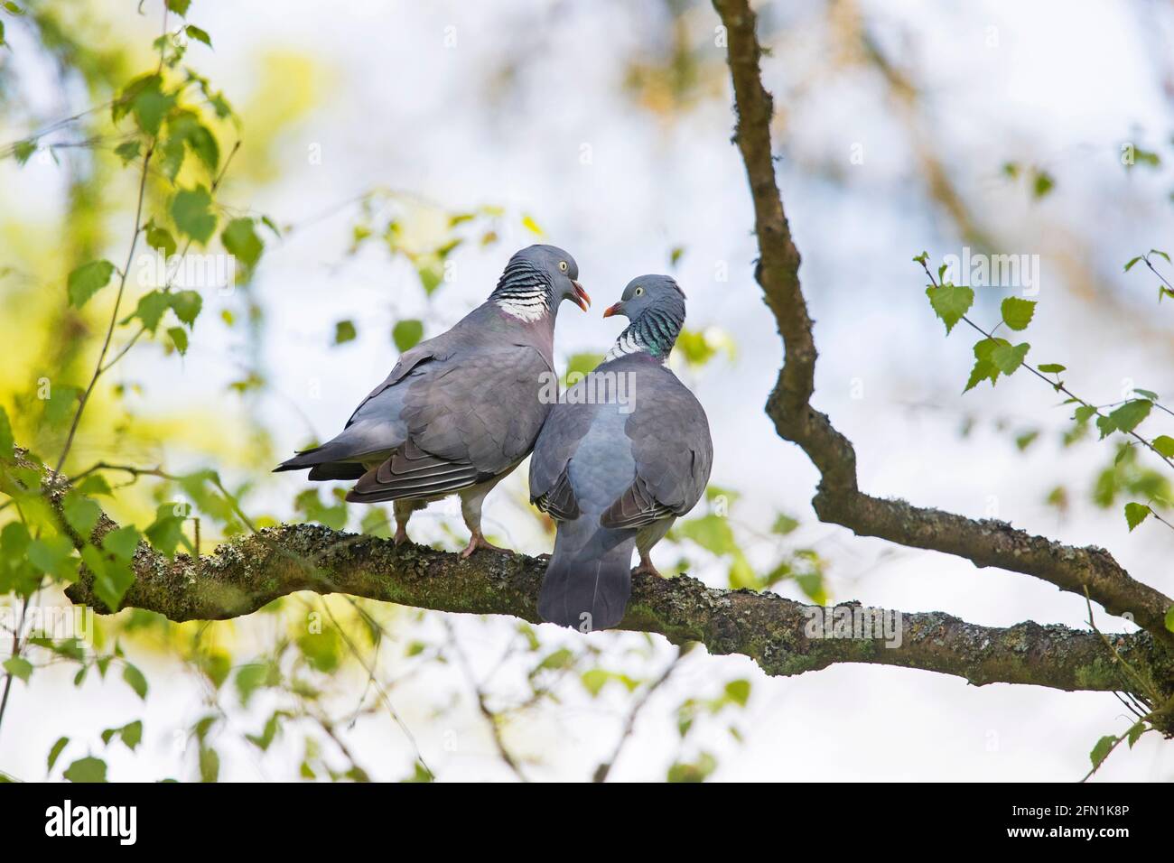 Gewöhnliche Waldtaube (Columba palumbus) Paarung / Paar, die angezeigt wird, während sie auf einem Baumzweig in sitzt Feder Stockfoto