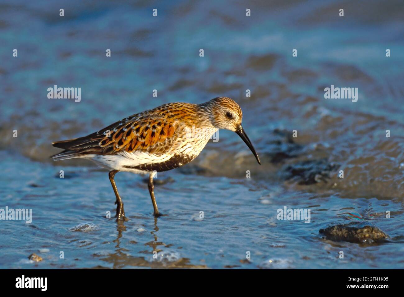 Dunlin Delaware Bay USA BI00235 Stockfoto
