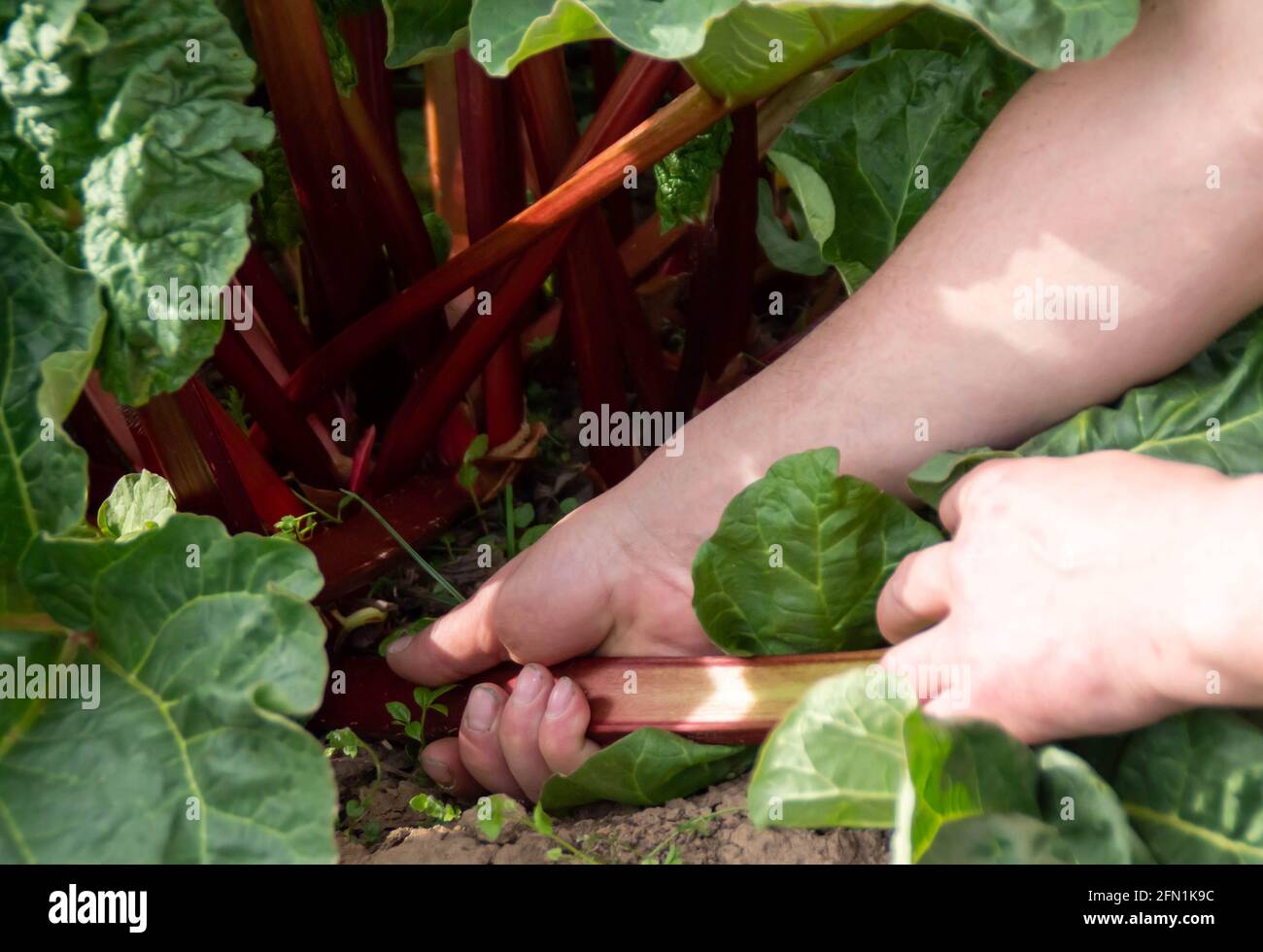 Die Hände des Gärtners reißen die Halme des Rhabarber Stockfoto